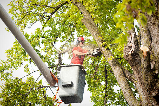 Best Emergency Tree Service  in USA